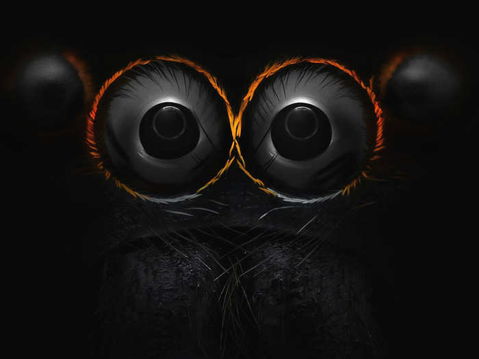 Eyes of a jumping spider