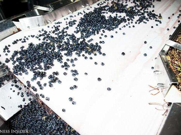 At this point, all stems are separated from the batch of grapes and discarded.