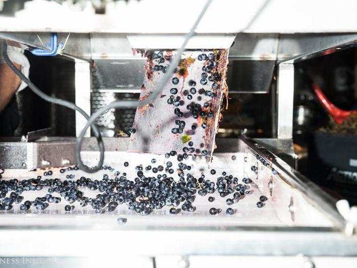 From there, the de-stemming machine processes the grapes — essentially picking them off the vine, and spitting them out onto another conveyor belt.