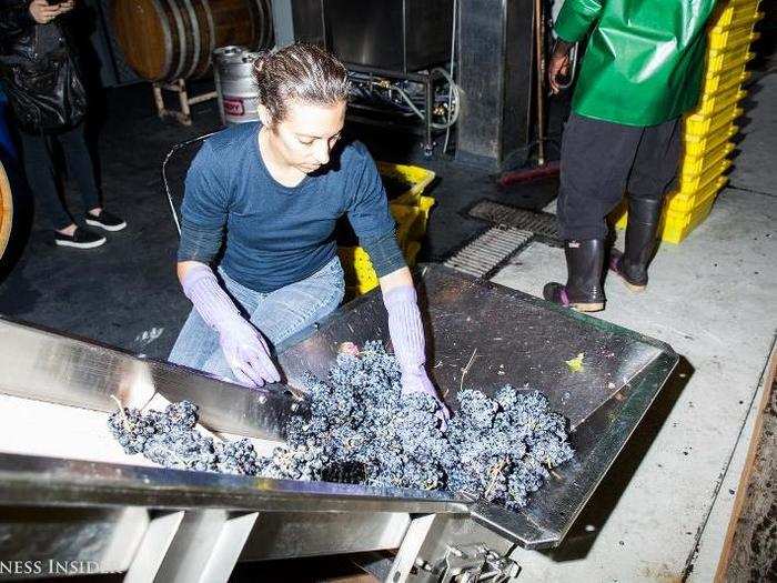 First, large leaves and loose stems are picked out by hand from the grape bunches — then, the grapes are placed on a conveyor belt.