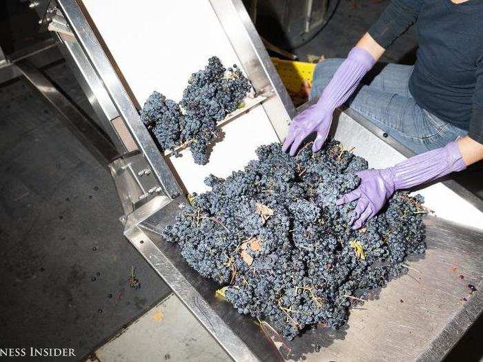 The grapes are picked early in the morning, chilled, and arrive to City Winery in a refrigerated truck before 9am the following day.