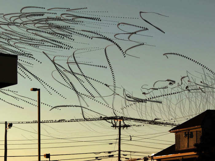 Dennis Hlynsky digitally traces the paths of flying birds.