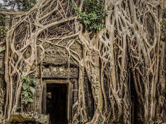 8. "Trees take over the temples at Angkor Wat" by Kira Morris. Cambodia