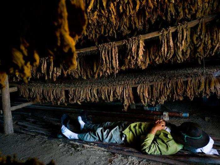 The leaves are hung to dry in a process of "curing." This step can take up to three months.