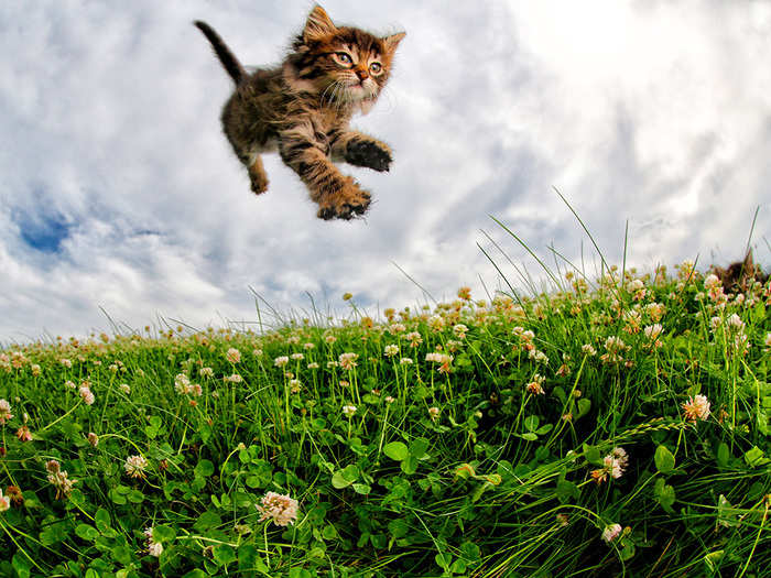 Every cat in "Pounce" was up for adoption when he photographed them.