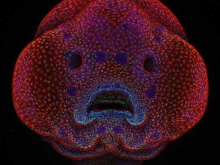 1) Four-day-old zebrafish embryo