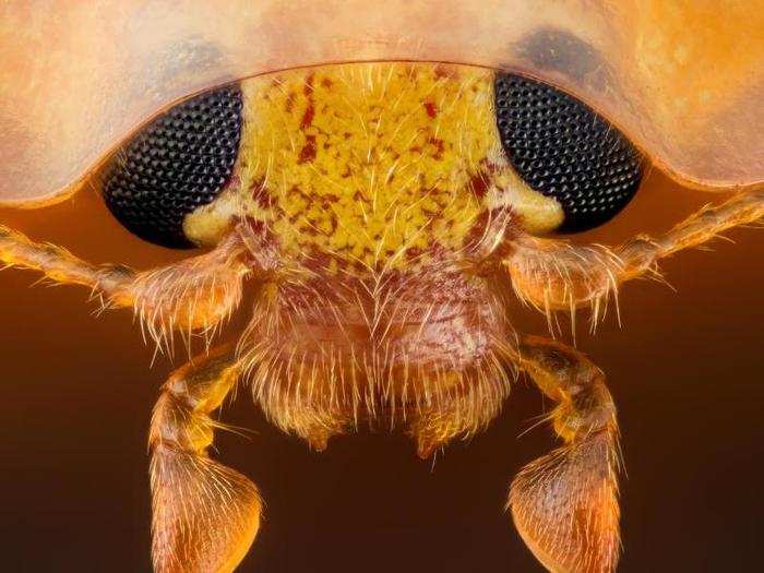 15) Head of an orange ladybird beetle