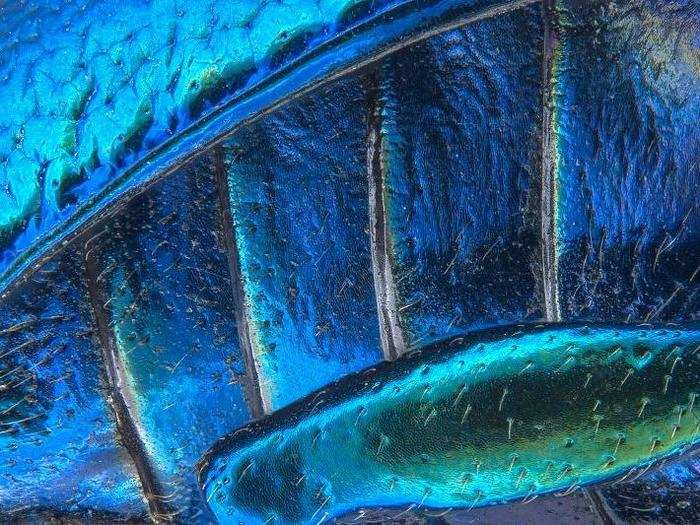 18) Hind leg of a broad-shouldered leaf beetle