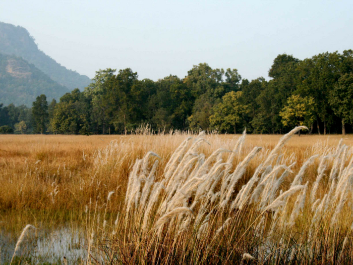 Bandhavgarh