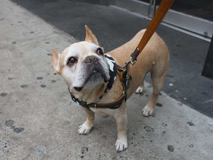 But Cooper was okay without candy — he was on the way to a Halloween dog parade.