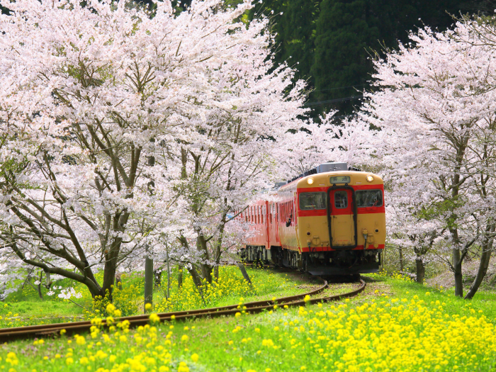 Kyoto is also well known for its cherry blossom season, as seen in the film "Lost in Translation."