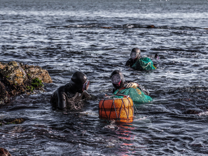 They hold their breath for two minutes, diving over 65 feet deep with no diving equipment.