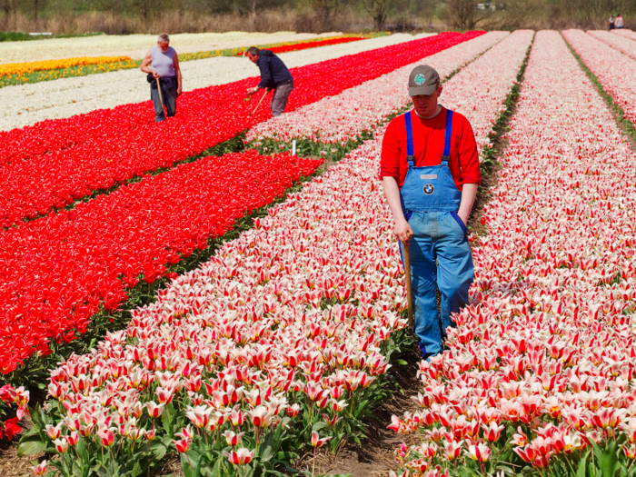 7. Netherlands — Punching well above its weight, the Netherlands ranks 2nd in both education and economic quality, and in the top 5 of two other sub-indexes.