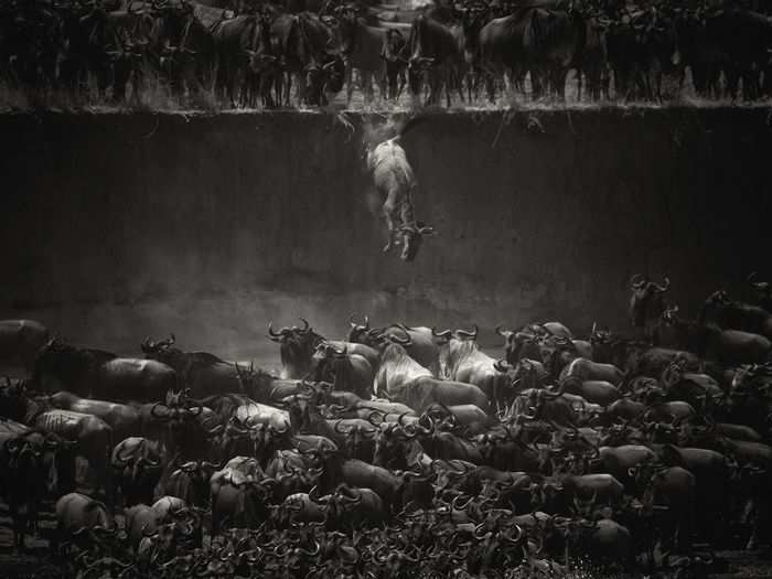 Tied for third place: "Leap Of Faith (Jump Of The Wildebeest)" by Nicole Cambré