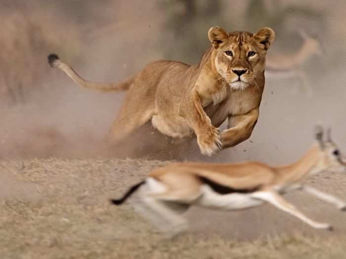 Third place in Wildlife: "Lioness Hunt" by Pierluigi Rizzato