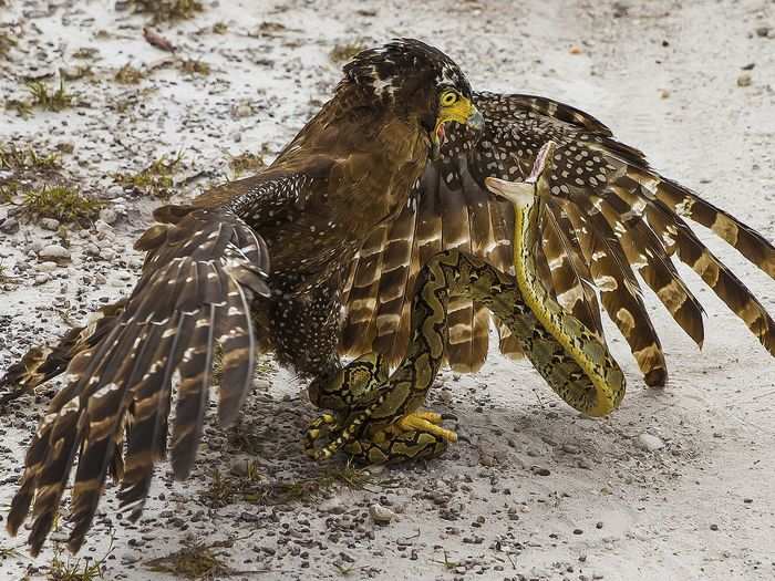 Second place in Wildlife: "Scream Of Death" by Antonius Andre Tjiu