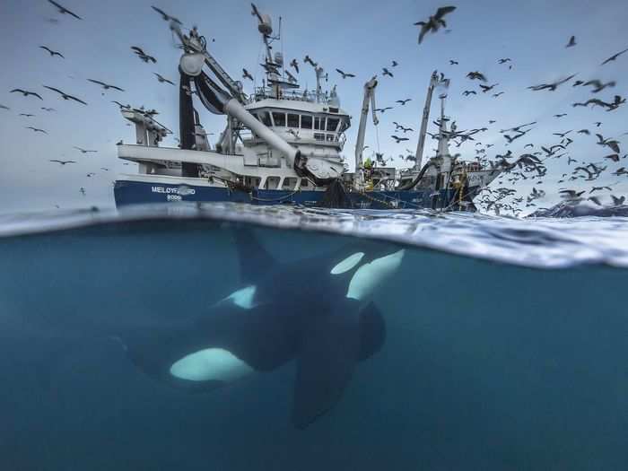 First place in Wildlife: "Sharing Resources" by Audun Rikardsen