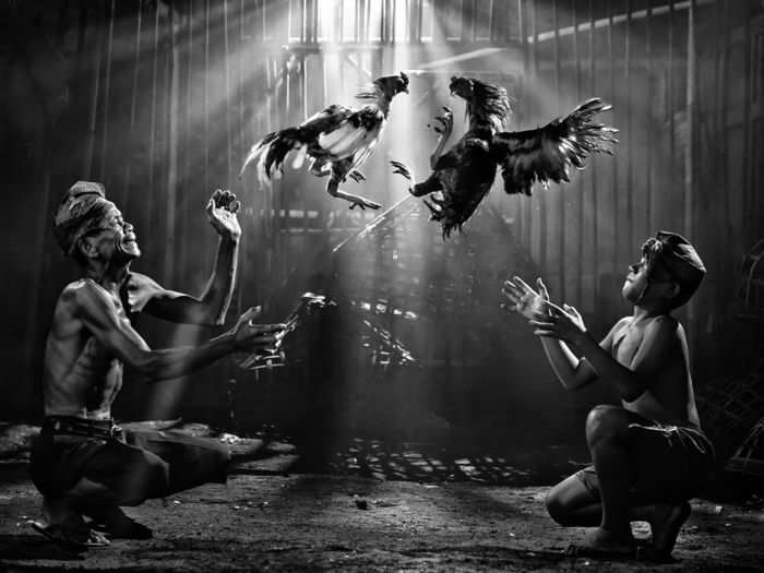 Second place in Open Monochrome: "Cock Fighting" by Pimpin Nagawan