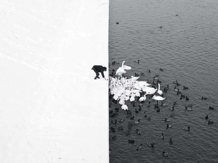 First place in Open Monochrome: "A Man Feeding Swans In The Snow" by Marcin Ryczek