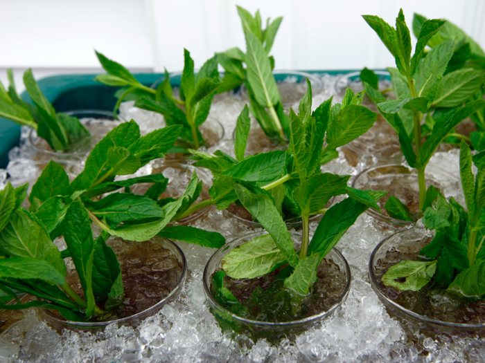 Teddy Roosevelt used fresh mint from the White House garden to make his famous mint juleps.