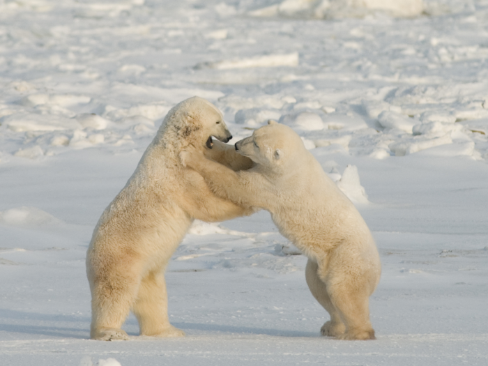 He told the magazine the risk was equivalent to "the danger I might face if I found a polar bear in my closet in Bowie, Maryland."