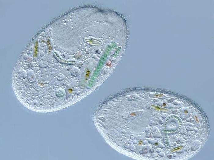 All life was single-celled at that point, and only the most heat-tolerant microbes made it.