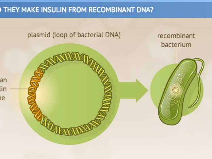 For a long time, these animal insulins were used to treat people with diabetes, with new modifications to help them work even better. Then, in the 1970s, scientists found that they could use recombinant DNA to manufacture real human insulin. That way, it