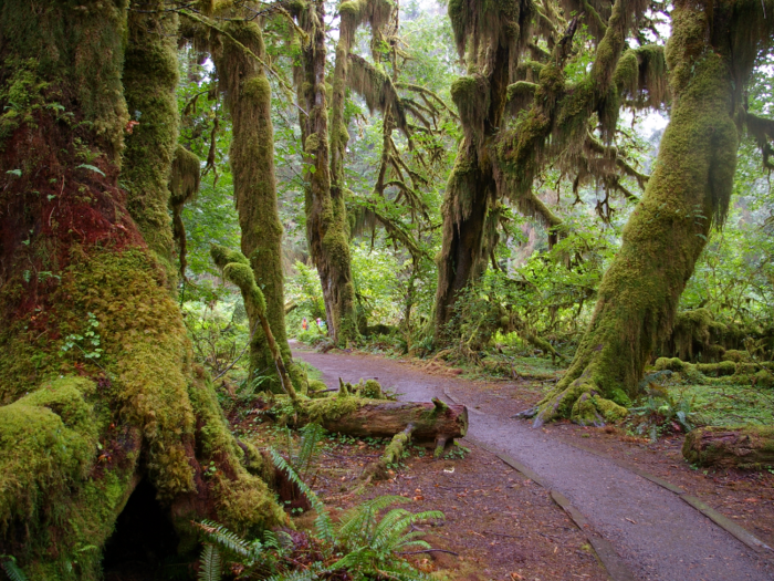 WASHINGTON: Hall of Mosses