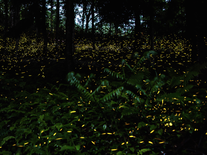 TENNESSEE: Firefly phenomenon