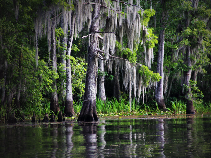 LOUISIANA: Bayou Bartholomew