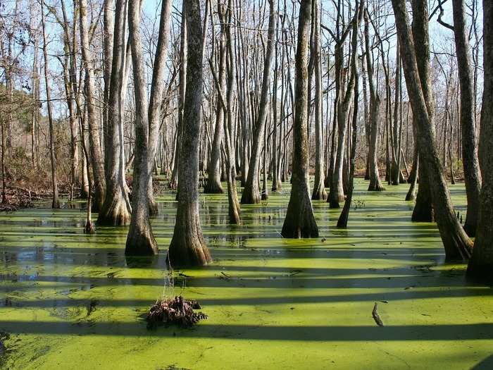 DELAWARE: Cypress Swamp