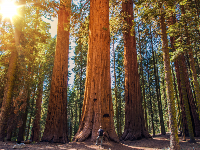 CALIFORNIA: Sequoia National Park