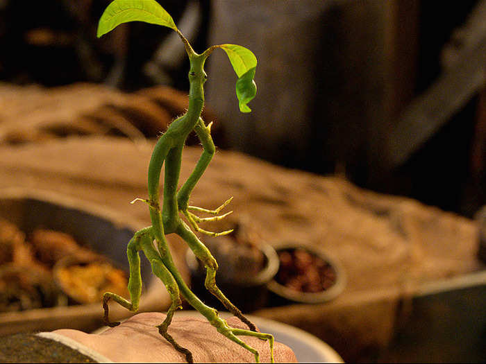 This green little guy who follows Newt around is a Bowtruckle.