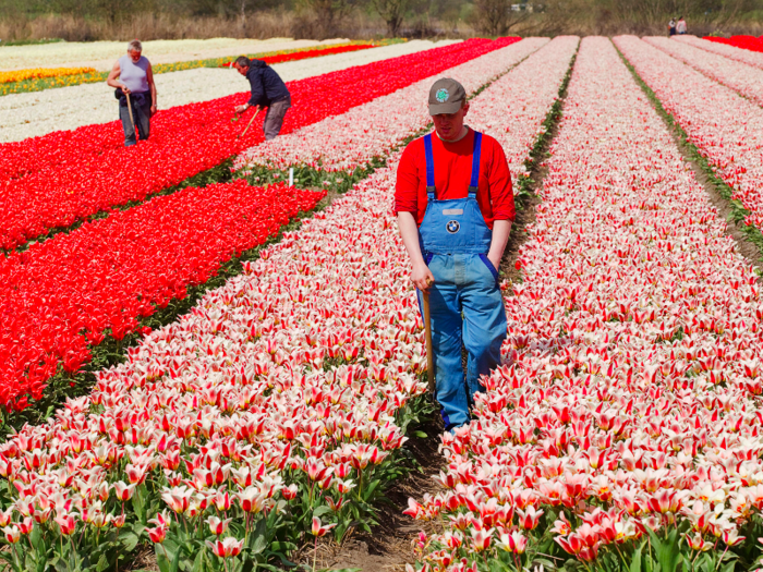 2. Netherlands — With a nominal GDP of more than $750 billion in 2015, despite having just 17 million citizens, the Netherlands punches above its weight globally. The concept of a stock market, as we would recognise it now, was first created in the Netherlands during the early 17th century.