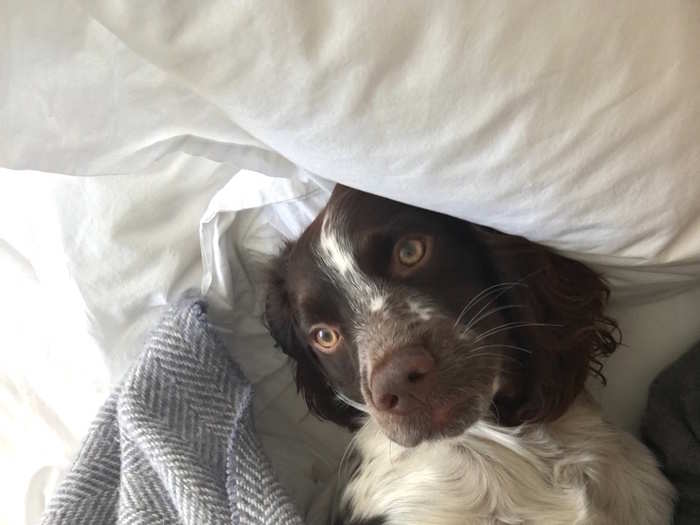 Matt and Ella share their home with their cocker spaniel, Austin.