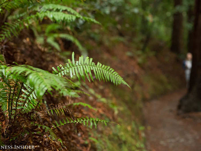 Plevin later told me the silence dismisses the need for small talk. I felt at ease, brushing ferns with my fingertips, as Plevin recommended, and taking in big gulps of fresh air.