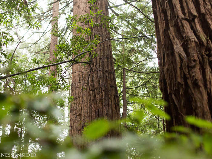 The Japanese coined the phrase forest bathing, or shinrin-yoku, in 1982, when the nation