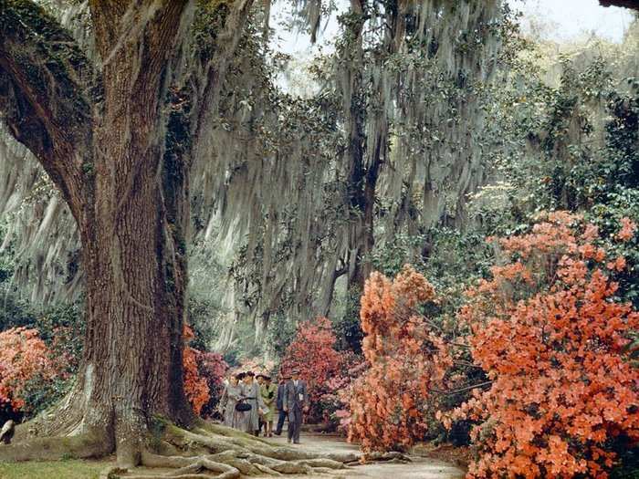 South Carolina, 1953: Azaleas burgeon in full bloom at Magnolia Gardens in South Carolina. The Charleston arboretum was opened to the public in 1870, on the grounds of a plantation founded in 1676.