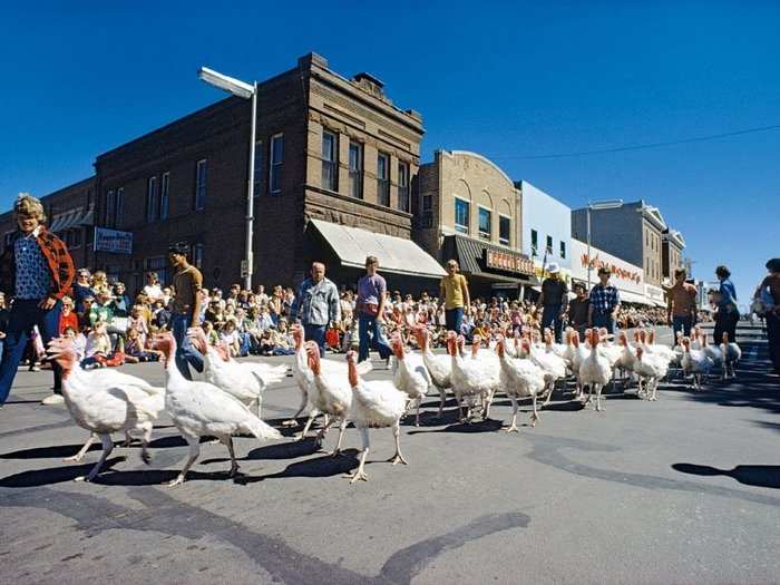 Minnesota, 1976: A gang of gobblers struts down Tenth Street, just one of many climaxes of the King Turkey Day Festival in Worthington. The celebration is held each September to mark Minnesota