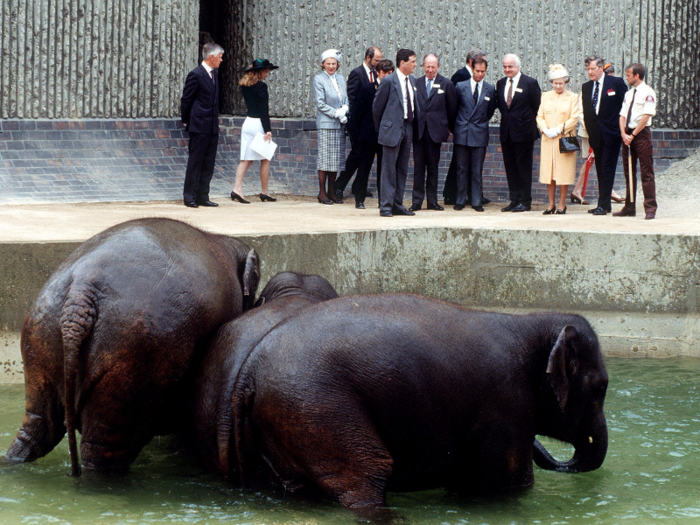 Cameroon, 1972: African forest elephant. Jumbo III was donated to the London Zoo and died in 1988.