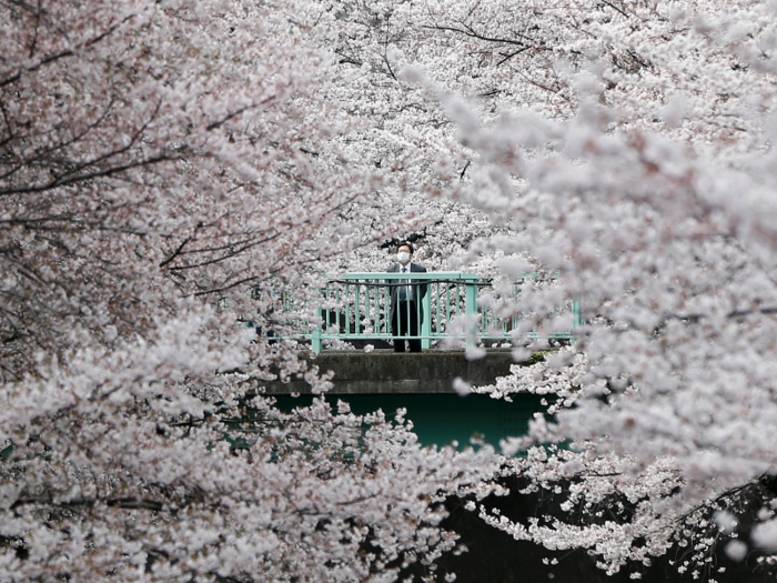 A businessman looks at cherry blossoms in almost full bloom in Tokyo, Japan.