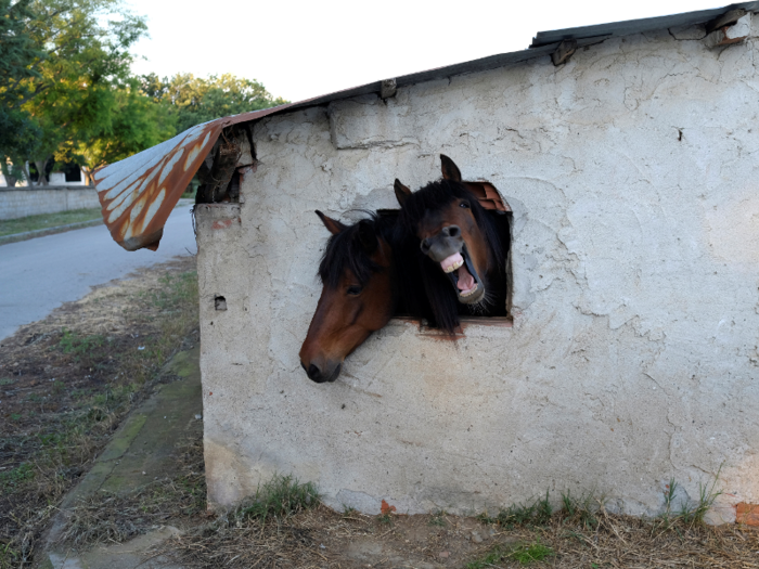 Horses look out a window of their stable near the village of Pontoiraklia, Greece.