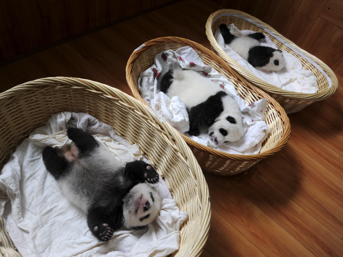 Giant panda cubs are seen inside baskets during their debut appearance to visitors at a giant panda breeding center in Ya