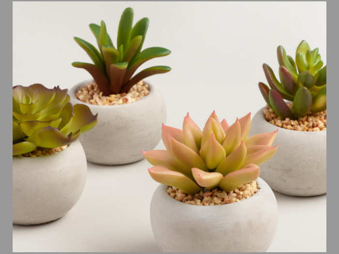 Succulent plants