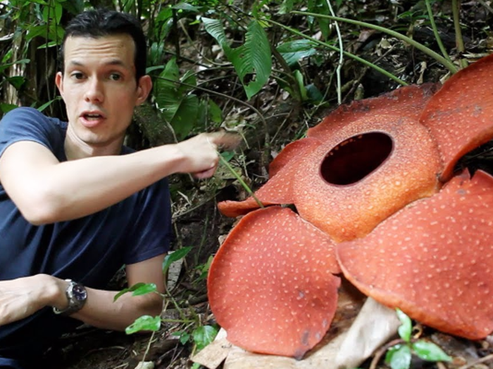 The largest flower in the world grows in Malaysia