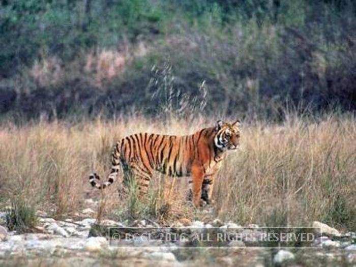 Jim Corbett for Mahashivratri