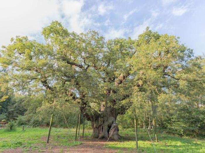 27. This oak tree in Sherwood Forest, Nottinghamshire, is over 1,000 years old. It