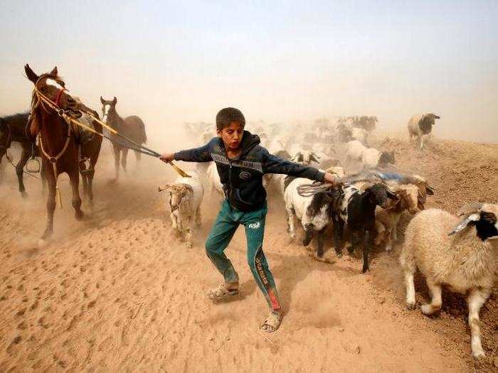 A displaced Iraqi boy leads his animals to safety after escaping from the Islamic State-controlled village of Abu Jarboa during clashes with IS militants near Mosul, Iraq, on November 1.