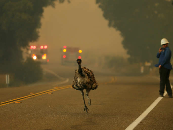 An emu runs to escape an approaching wildfire as it burns near Potrero, California, on June 20.