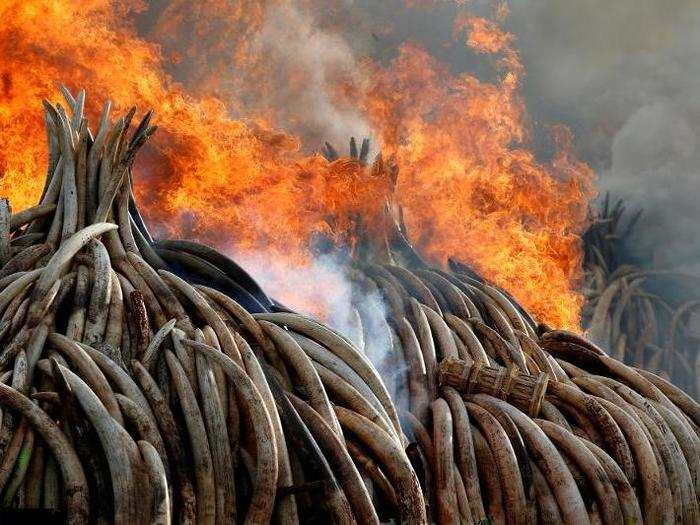 Fire burns part of an estimated 105 tons of ivory and a ton of rhino horn confiscated from smugglers and poachers at Nairobi National Park near Nairobi, Kenya, on April 30.